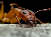 Mravi mogu ''namirisati'' rak