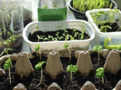 Što saditi u veljači za brzu i sigurnu berbu