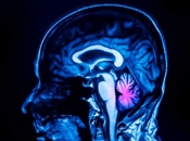 Znanstvenici otkrili novu funkciju malog mozga