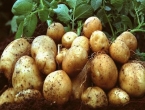 Poljoprivrednici u BiH smanjuju proizvodnju krumpira, sadnja skuplja 100%