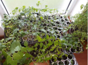 Ove četiri vrste povrća posadite ovaj mjesec