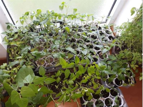 Ove četiri vrste povrća posadite ovaj mjesec