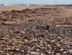 Tisuće mrtvih morskih životinja na engleskim plažama, ekolozi ne znaju zašto