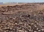 Tisuće mrtvih morskih životinja na engleskim plažama, ekolozi ne znaju zašto