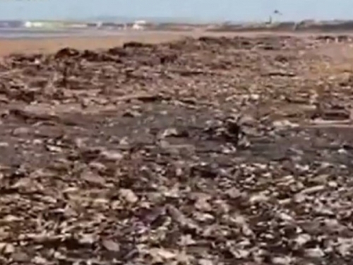 Tisuće mrtvih morskih životinja na engleskim plažama, ekolozi ne znaju zašto