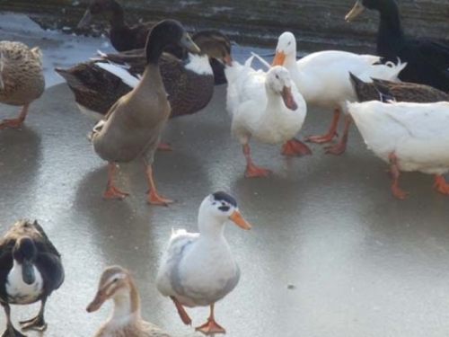 Francuska: Virus Ptičje gripe otkriven na uzgajalištu patki