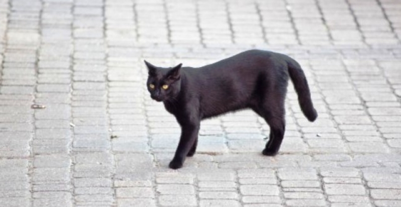 crne mačke širile se pravi tata sin gay porno